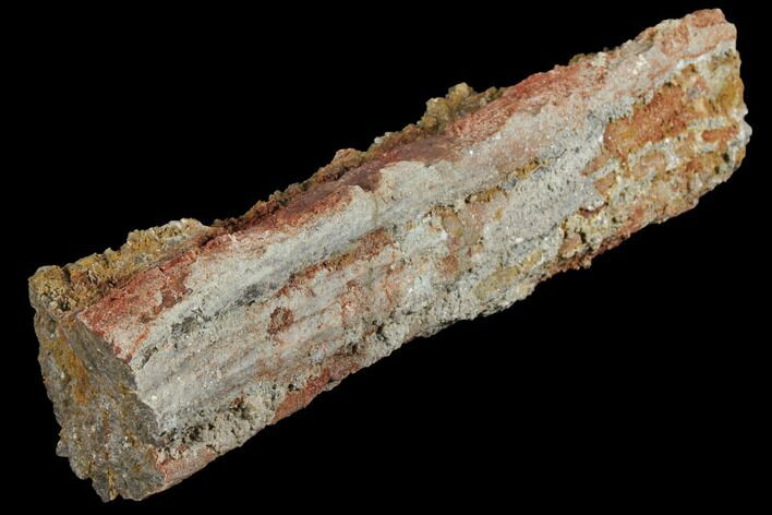 Devonian Petrified Wood (Callixylon) Section - Oldest True Wood #102056